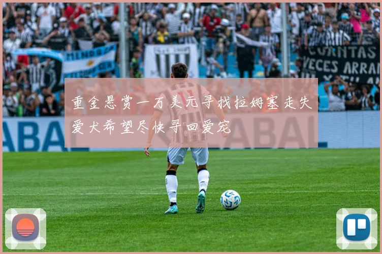 重金悬赏一万美元寻找拉姆塞走失爱犬希望尽快寻回爱宠